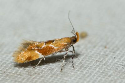  Epicallima formosella (Denis & Schiffermüller, 1775)