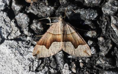 Ortholite anguleuse (L') Scotopteryx angularia (Villers, 1789)