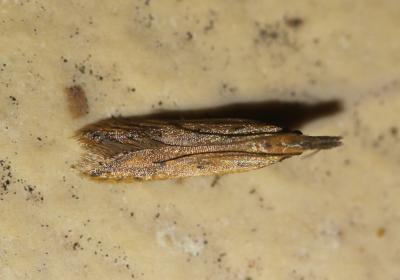 Dichomeris acuminata (Staudinger, 1876)