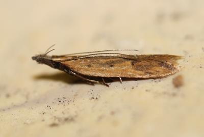  Dichomeris acuminata (Staudinger, 1876)