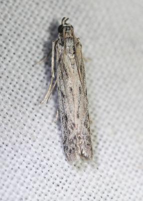  Phycitodes albatella (Ragonot, 1887)