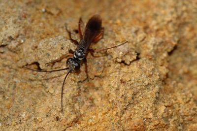  Agenioideus nubecula (Costa, 1874)