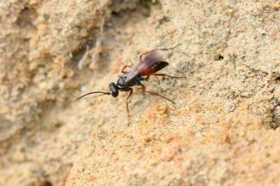  Agenioideus nubecula (Costa, 1874)