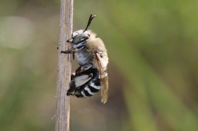 Amégille à quatre bandes Amegilla quadrifasciata (Villers, 1789)