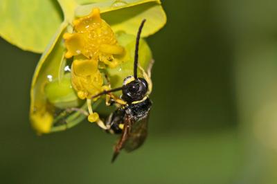  Crabronidae Latreille, 1802