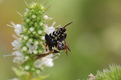  Philanthus pulchellus Spinola, 1843