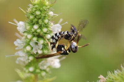  Philanthus pulchellus Spinola, 1843