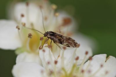  Loensia fasciata (Fabricius, 1787)