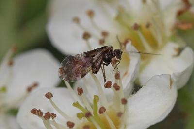  Loensia fasciata (Fabricius, 1787)