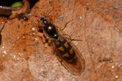  Melanostoma scalare (Fabricius, 1794)