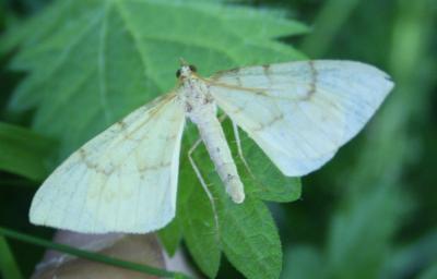  Gandaritis pyraliata (Denis & Schiffermüller, 1775)