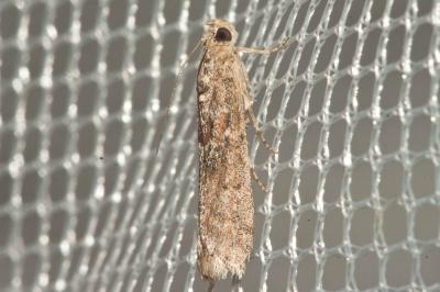  Ancylosis oblitella (Zeller, 1848)
