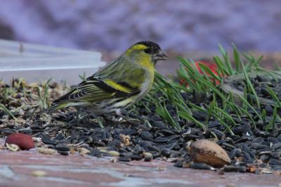 Tarin des aulnes Carduelis spinus (Linnaeus, 1758)