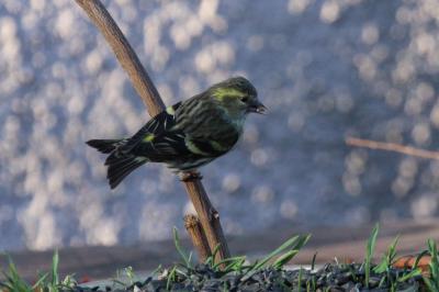 Tarin des aulnes Carduelis spinus (Linnaeus, 1758)