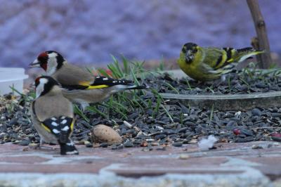 Pinsons, Becs-croisés, Linottes Fringillidae Leach, 1820