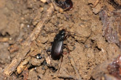 Pterostichus morio validiusculus (Chaudoir, 1859)