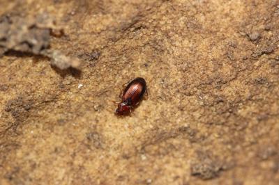  Nebria castanea (Bonelli, 1810)