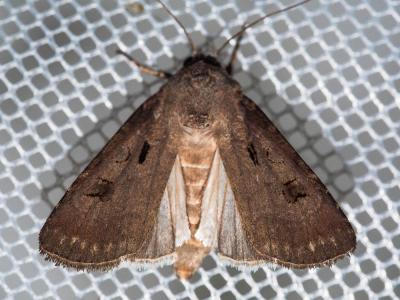 Point d'Exclamation (Le) Agrotis exclamationis (Linnaeus, 1758)