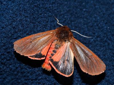 Ecaille cramoisie (L') Phragmatobia fuliginosa (Linnaeus, 1758)