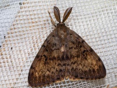 Disparate (Le), Spongieuse (La), Zigzag (Le) Lymantria dispar (Linnaeus, 1758)
