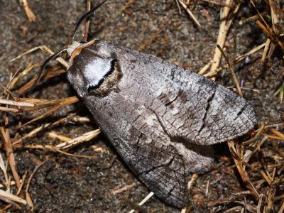 Cossus gâte-bois (Le) Cossus cossus (Linnaeus, 1758)