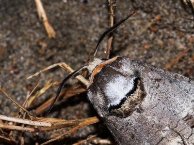 Cossus gâte-bois (Le) Cossus cossus (Linnaeus, 1758)