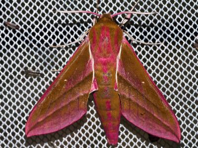 Grand Sphinx de la Vigne (Le) Deilephila elpenor (Linnaeus, 1758)