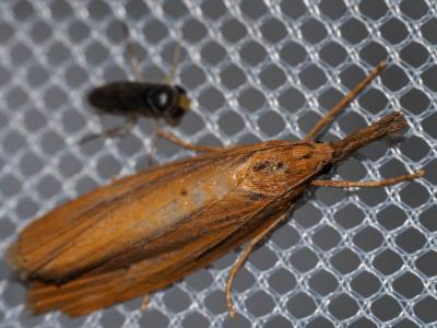  Chilo phragmitellus (Hübner, 1810)