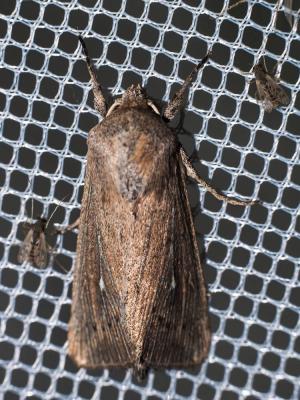 Leucanie obsolète (La) Leucania obsoleta (Hübner, 1803)