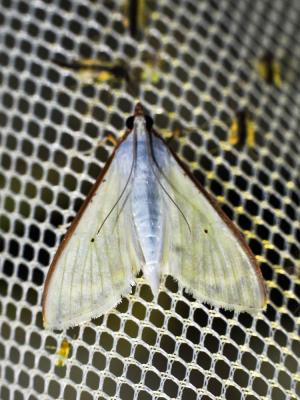  Palpita vitrealis (Rossi, 1794)