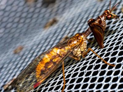  Mantispa styriaca (Poda, 1761)