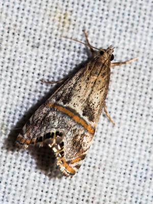  Euchromius cambridgei (Zeller, 1867)