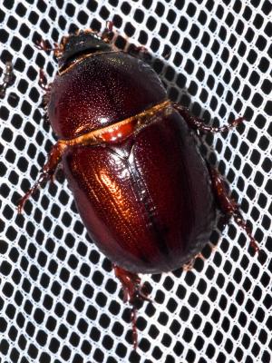  Pentodon algerinum (Herbst, 1789)