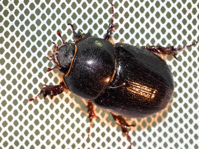  Pentodon bidens (Pallas, 1771)