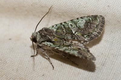 Griposie éruginée (La) Dichonia aeruginea (Hübner, 1808)
