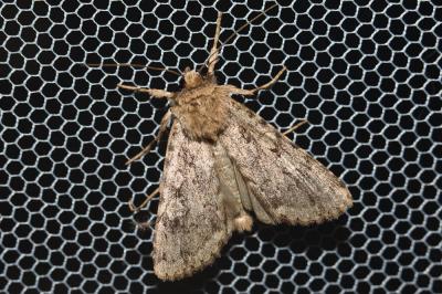 Noctuelle diffuse (La) Amphipyra effusa (Boisduval, 1828)