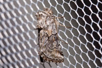 Cléophane concave (La) Cleonymia yvanii (Duponchel, 1833)