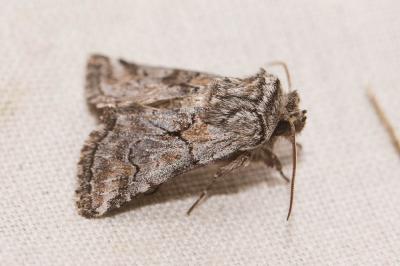 Cléophane concave (La) Cleonymia yvanii (Duponchel, 1833)