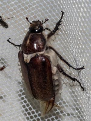  Anoxia villosa (Fabricius, 1782)