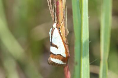  Emprepes pudicalis (Duponchel, 1832)