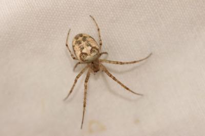  Metellina 