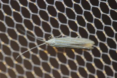  Coleophora nutantella Mühlig & Frey, 1857