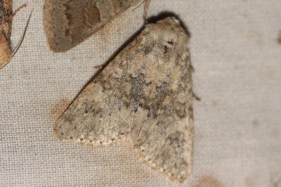 Xyline floue (La) Polymixis dubia (Duponchel, 1836)