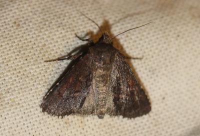 Noctuelle charbonnière (La) Amphipyra tetra (Fabricius, 1787)