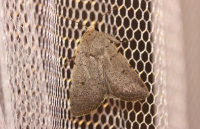 Caradrine aspergée (La) Caradrina aspersa Rambur, 1834