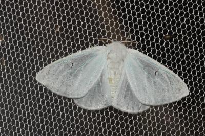 L-noir (Le) Arctornis l-nigrum (O.F. Müller, 1764)