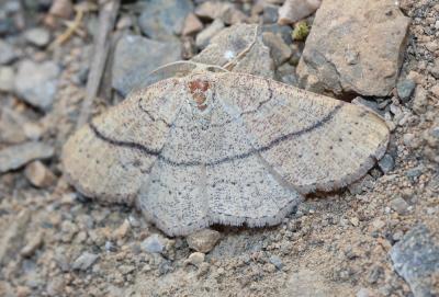Ephyre Trois-Cerceaux (L') Cyclophora ruficiliaria (Herrich-Schäffer, 1855)
