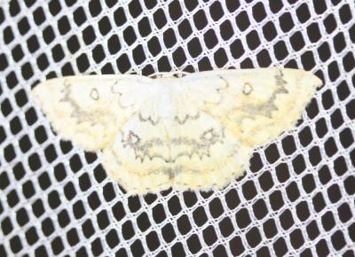 Ephyre omicron (L'), Phalène mariée (La) Cyclophora annularia (Fabricius, 1775)