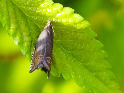  Grapholita tenebrosana Duponchel, 1842