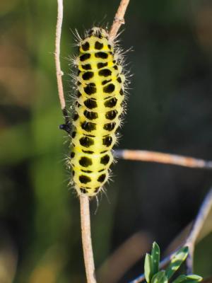 Zygène du Pied-de-Poule (La), Zygène des Lotiers ( Zygaena filipendulae (Linnaeus, 1758)